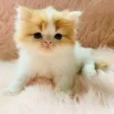 スコティッシュフォールド(立ち耳)