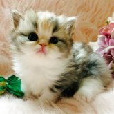 スコティッシュフォールド(立ち耳)