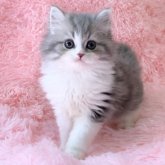 スコティッシュフォールド(立ち耳)