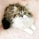 スコティッシュフォールド(立ち耳)
