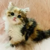 スコティッシュフォールド(立ち耳)