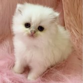 ブリティッシュロングヘア