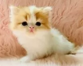 スコティッシュフォールド(立ち耳)【茨城県・男の子・2025年8月27日・レッドタビーホワイト】の写真2