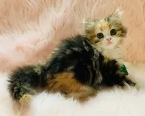 スコティッシュフォールド(立ち耳)【茨城県・女の子・2025年9月25日・キャリコ】の写真2