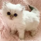 ブリティッシュロングヘア【茨城県・男の子・2026年2月1日・シルバーポイント】の写真3