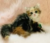 スコティッシュフォールド(立ち耳)【茨城県・女の子・2025年9月25日・キャリコ(三毛)】の写真4