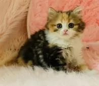 スコティッシュフォールド(立ち耳)【茨城県・女の子・2025年9月25日・キャリコ】の写真4