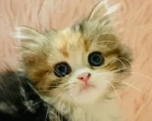 スコティッシュフォールド(立ち耳)【茨城県・女の子・2025年9月25日・キャリコ】の写真5