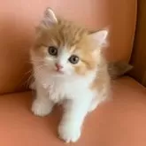 スコティッシュフォールド(立ち耳)【茨城県・男の子・2025年4月11日・レッドタビーホワイト】の写真6