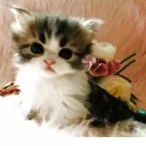 スコティッシュフォールド(立ち耳)【茨城県・男の子・2025年9月25日・ブラウンタビーホワイト🐬】の写真6