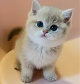 ブリティッシュショートヘア【茨城県・女の子・2025年12月20日・ライラックゴールデン】の写真7