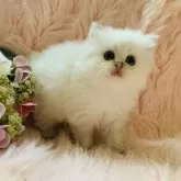 ブリティッシュロングヘア【茨城県・男の子・2025年8月25日・シルバーポイント】の写真7