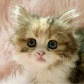 スコティッシュフォールド(立ち耳)【茨城県・女の子・2025年9月25日・キャリコ】の写真7