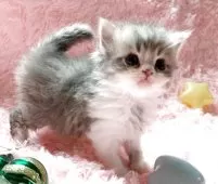 スコティッシュフォールド(立ち耳)【茨城県・男の子・2025年3月28日・ブルータビーホワイト】の写真8