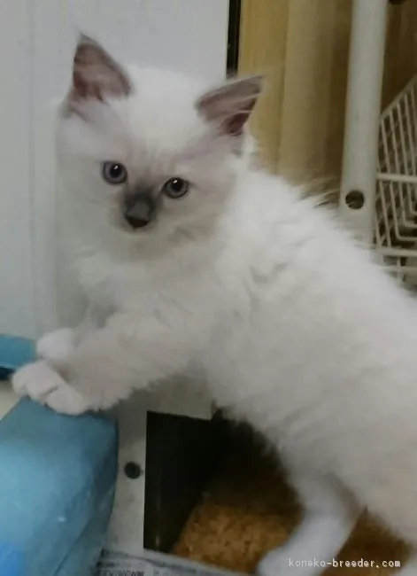 ID：1610-00585の子猫
