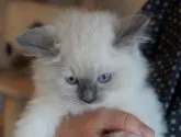 ラグドール【北海道・男の子・2023年3月6日・ブルーポイントミテッド】の写真4
