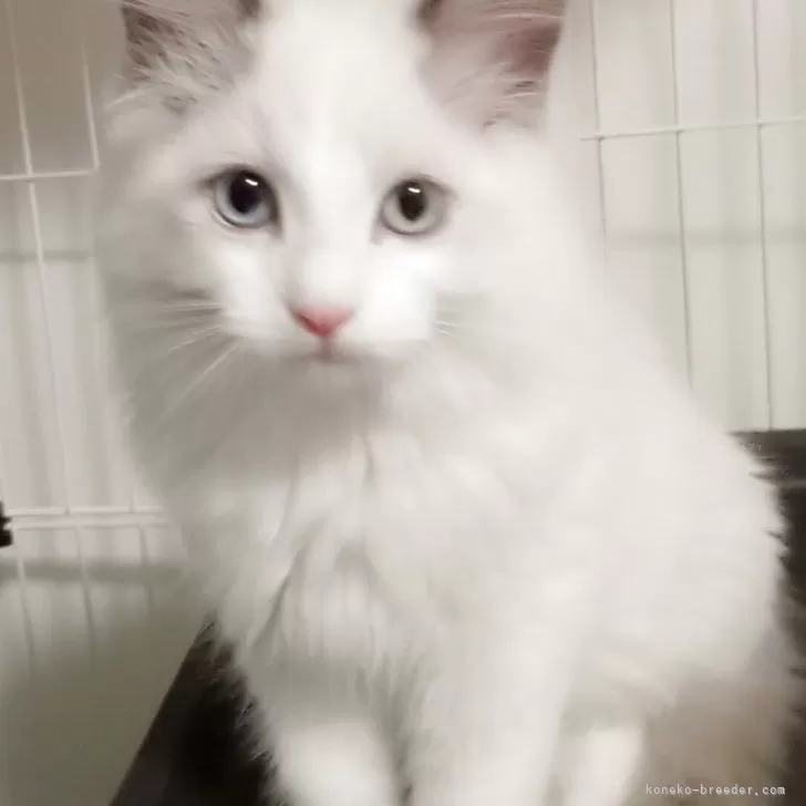 ID：2506-00307の子猫