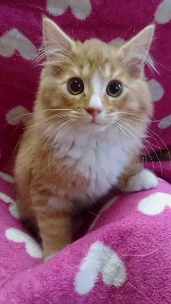 ID：1412-00052の子猫