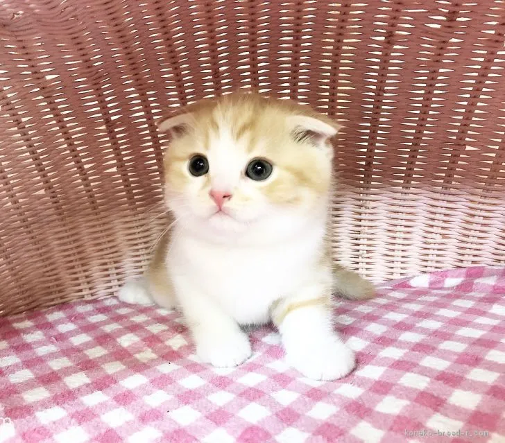 ID：2006-00734の子猫