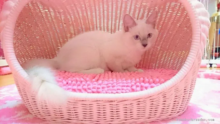 モフ 様のお迎えした子猫