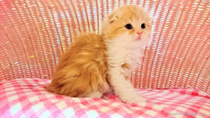 ID：1703-00115の子猫