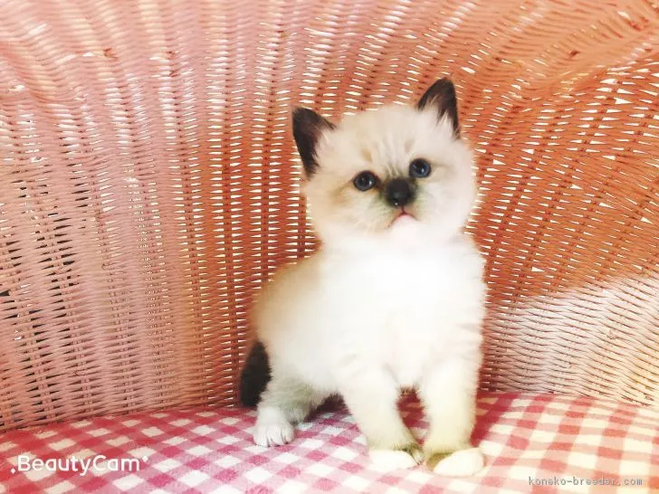 ID:1812-01085の子猫