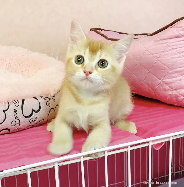 ID：1906-00695の子猫