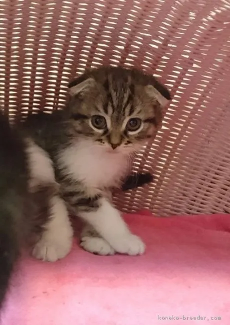 ID：1606-00589の子猫