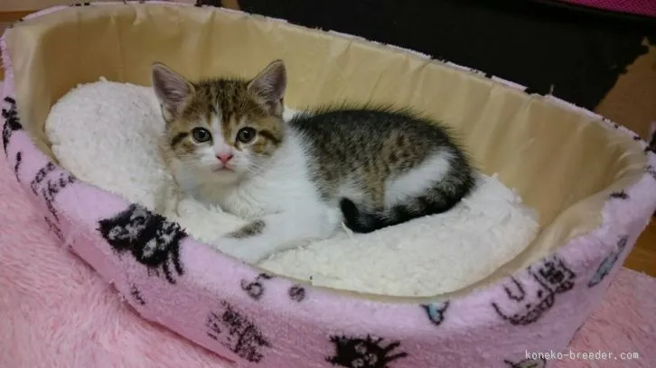 ID：1603-00069の子猫