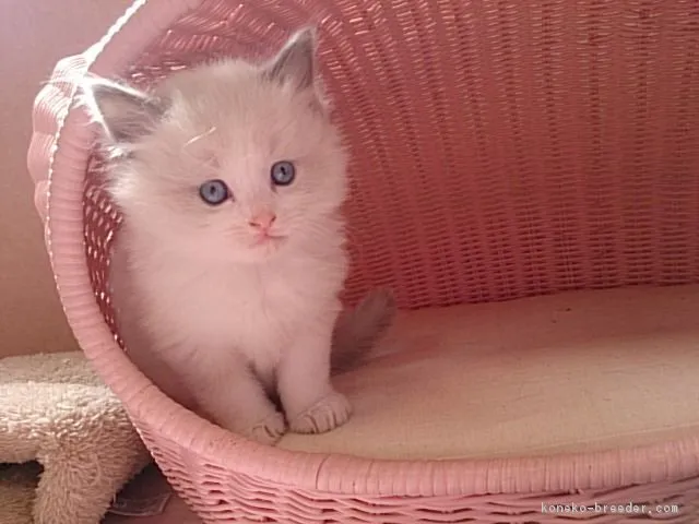 ID:1603-00429の子猫