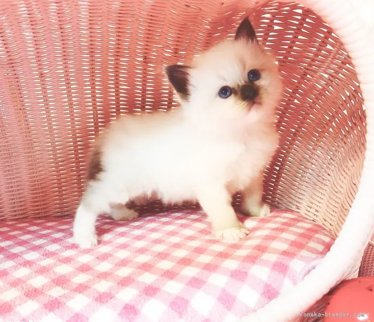 並乗りじょに~ 様のお迎えした子猫