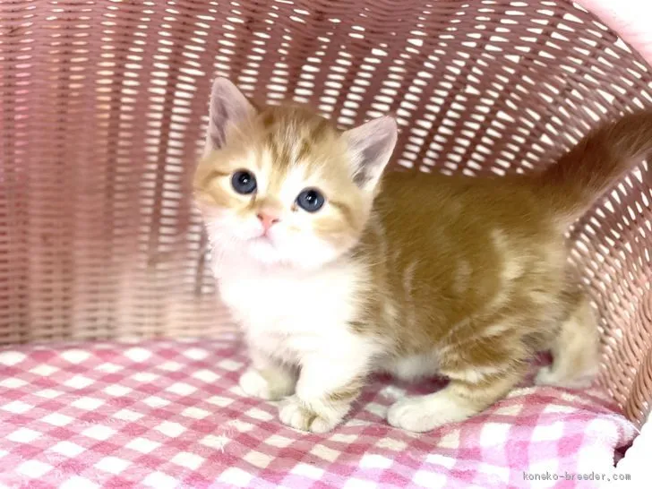 ID：2102-01360の子猫