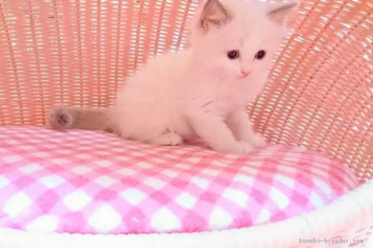 ベルちゃんママ 様のお迎えした子猫