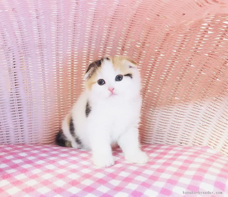 ID:1901-00597の子猫