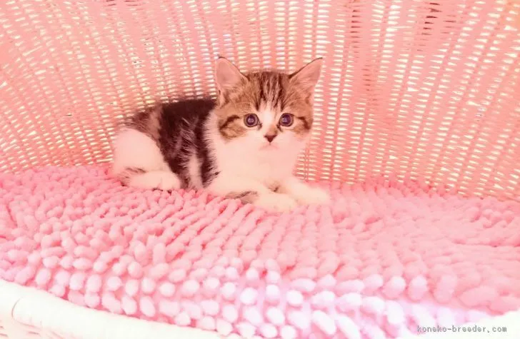 ID：1710-00254の子猫