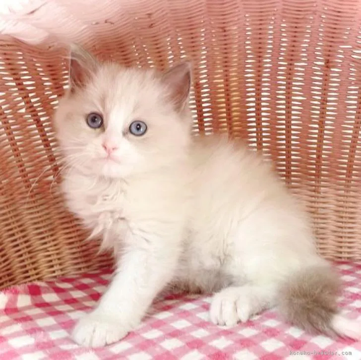 ID:2302-00471の子猫