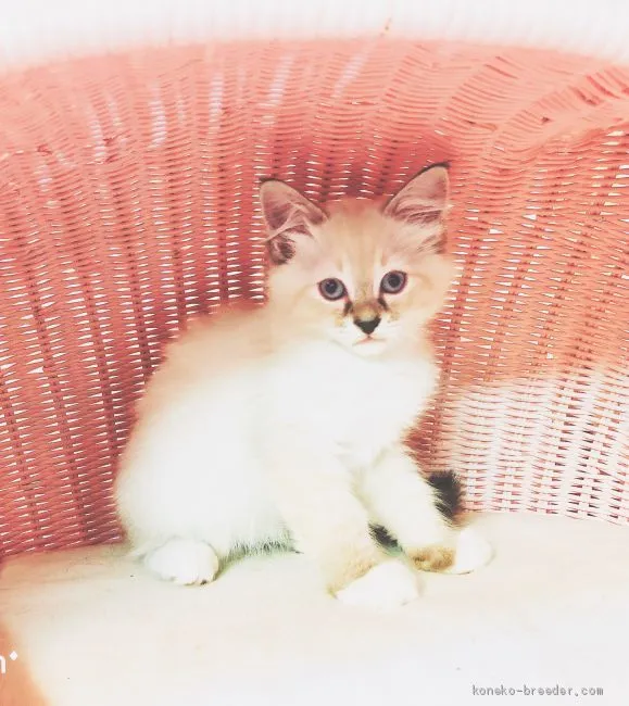 ロイ吉 様のお迎えした子猫