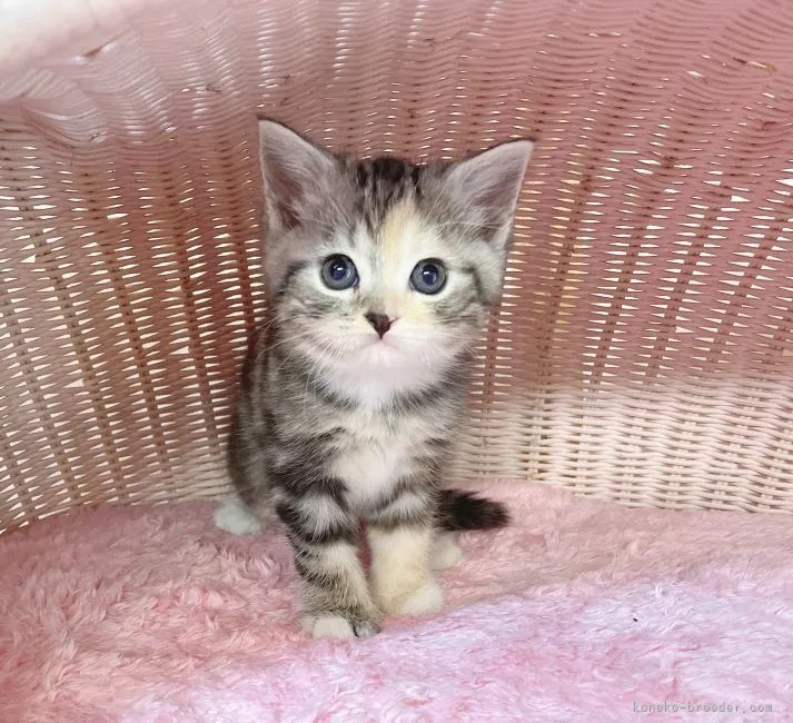 ID:2205-00151の子猫