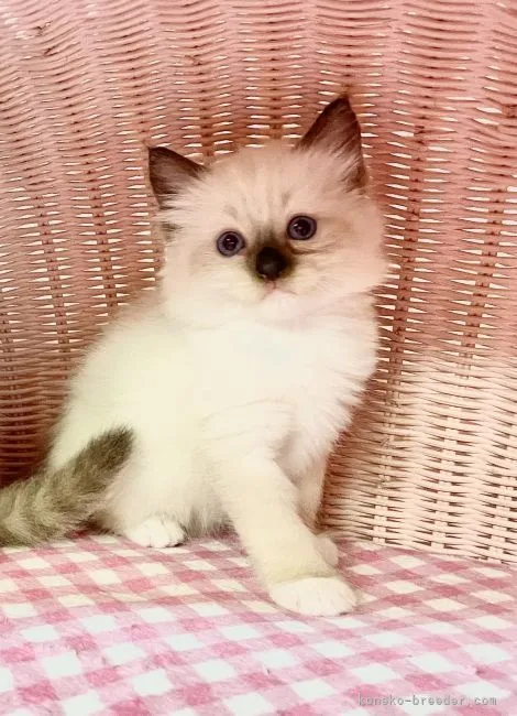 ID：2107-01772の子猫