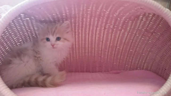 ID：1604-00627の子猫