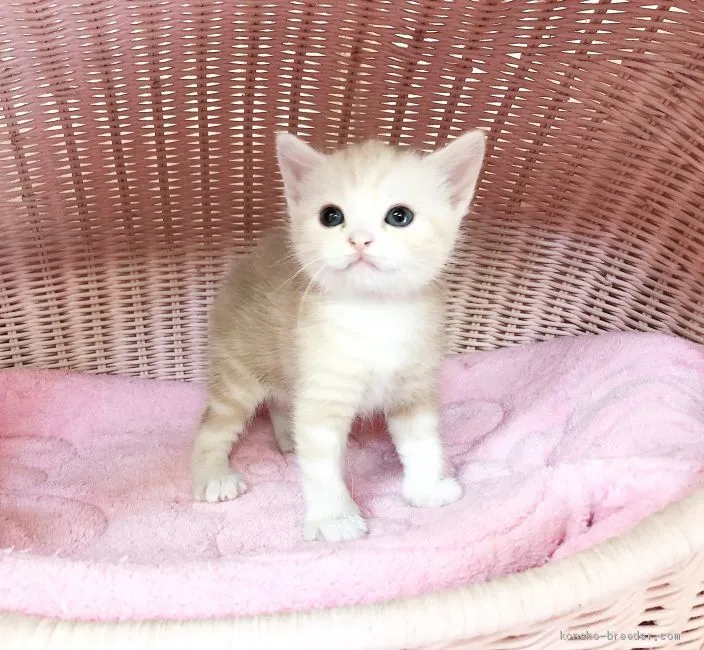 ID：2009-01107の子猫