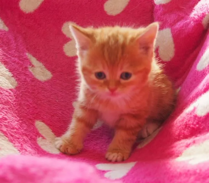 スコまま 様のお迎えした子猫