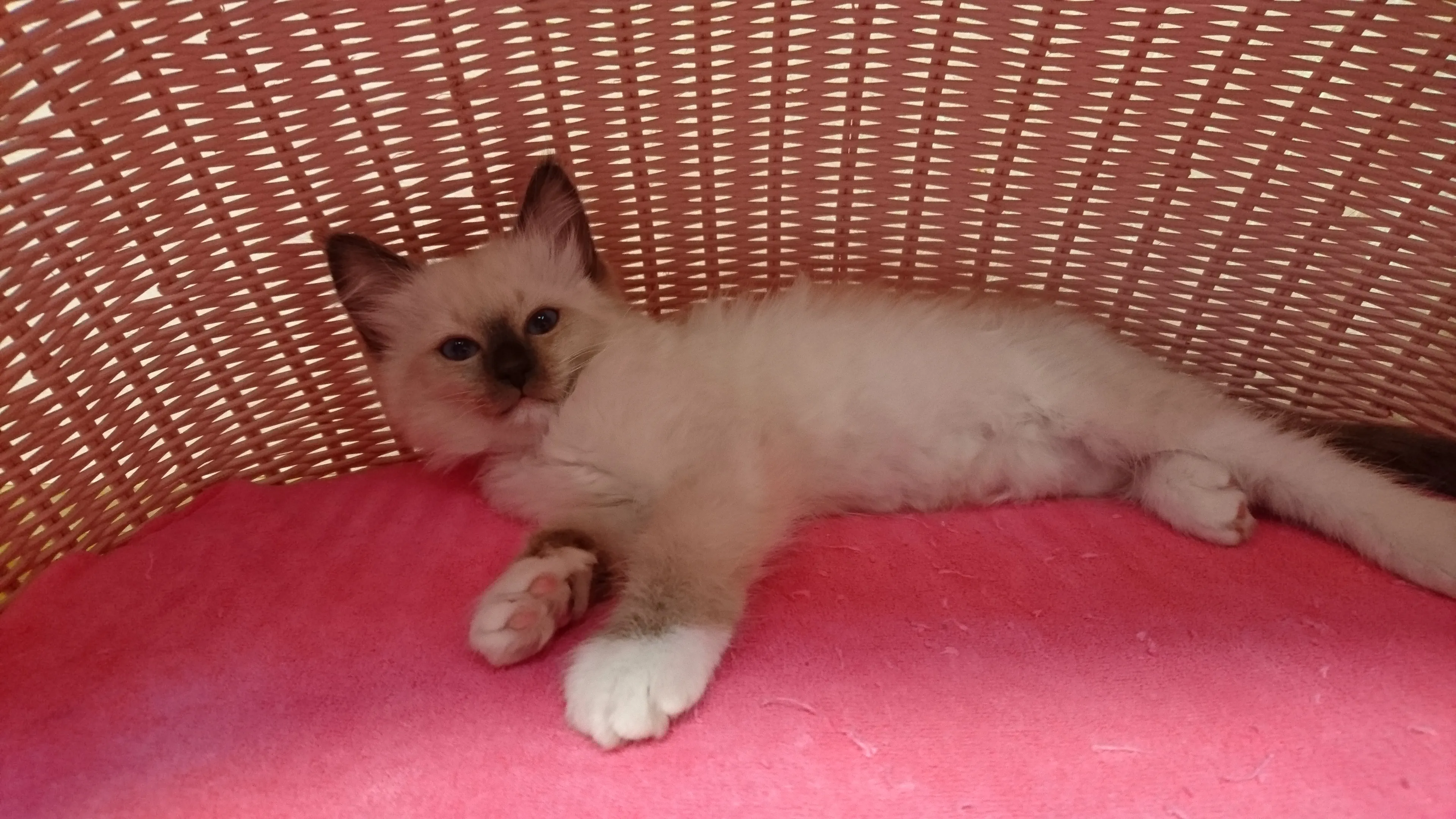 ID:1603-00620の子猫