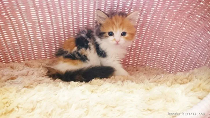 ID：1609-00247の子猫