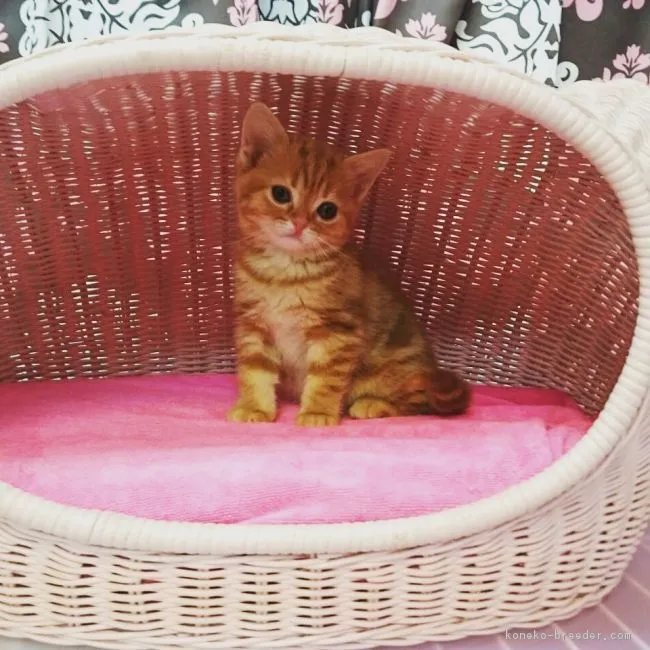 ID：1603-00616の子猫