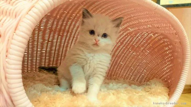 ID：1701-00002の子猫