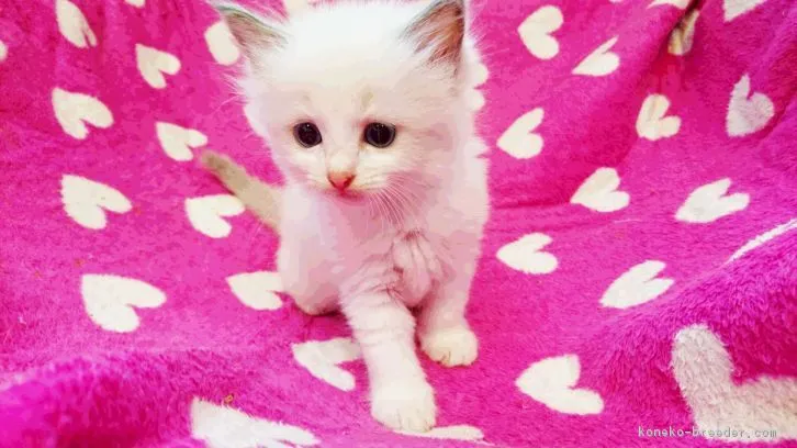 ID:1607-00663の子猫