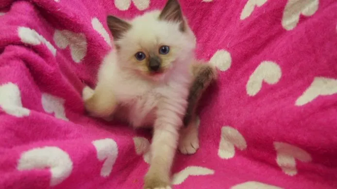 ID:1504-00191の子猫