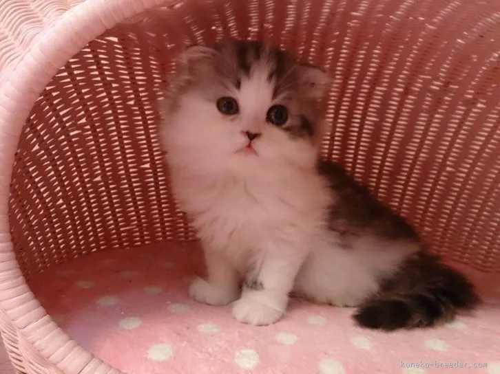 ID：1512-00293の子猫