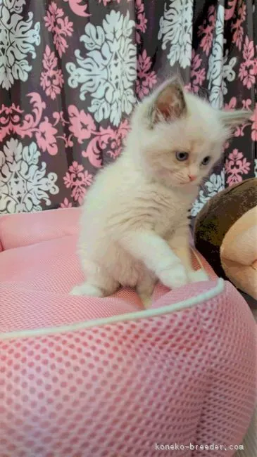 ID：1701-00085の子猫